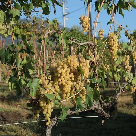 Tenuta Sul Vesuvio 
