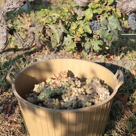 Tenuta Sul Vesuvio 